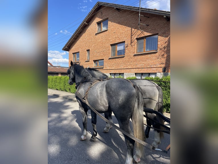 Warmblood pesado Caballo castrado 4 años 165 cm Tordo in Thießen