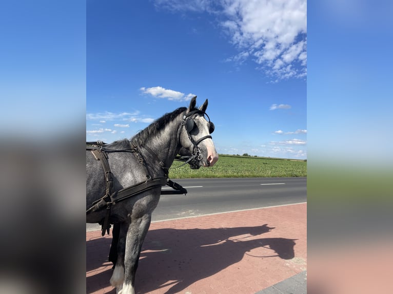 Warmblood pesado Caballo castrado 4 años 165 cm Tordo in Thießen