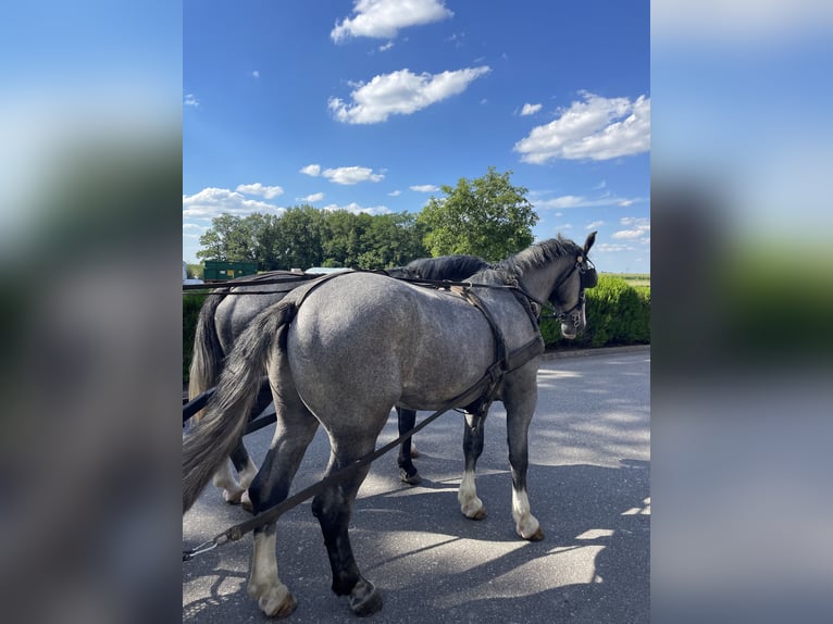 Warmblood pesado Caballo castrado 4 años 165 cm Tordo in Thießen