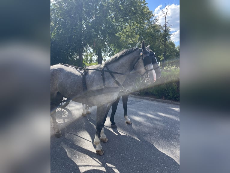 Warmblood pesado Caballo castrado 4 años 165 cm Tordo in Thießen