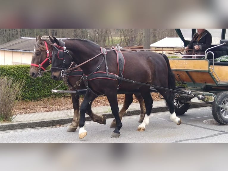 Warmblood pesado Caballo castrado 4 años 166 cm Morcillo in Kamenz