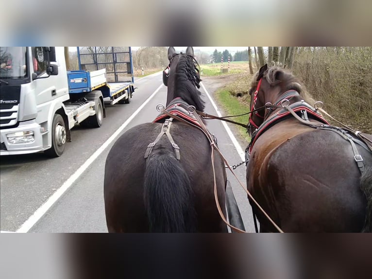 Warmblood pesado Caballo castrado 4 años 166 cm Morcillo in Kamenz