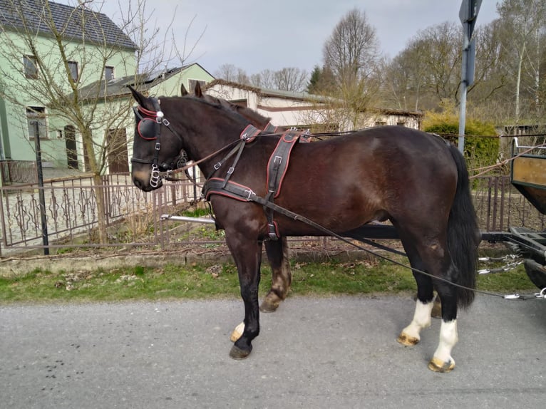 Warmblood pesado Caballo castrado 4 años 166 cm Morcillo in Kamenz