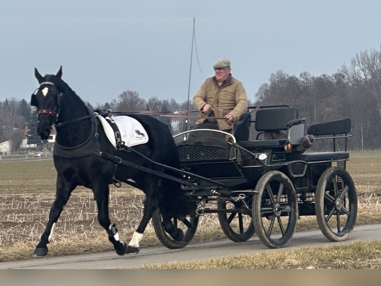 Warmblood pesado Caballo castrado 4 años 166 cm Negro in Riedlingen