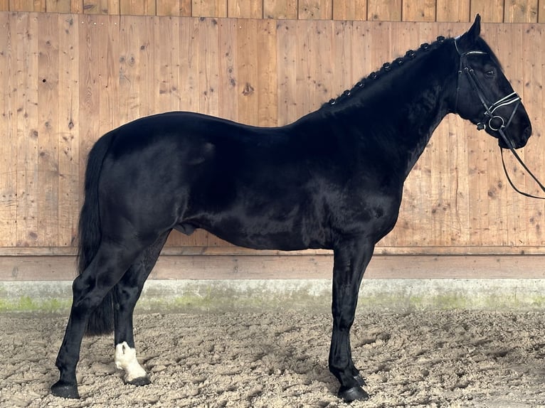 Warmblood pesado Caballo castrado 4 años 166 cm Negro in Riedlingen