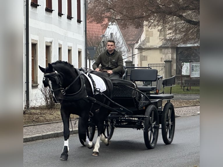 Warmblood pesado Caballo castrado 4 años 166 cm Negro in Riedlingen