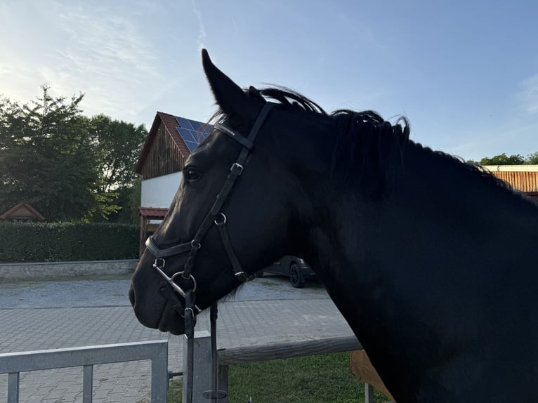 Warmblood pesado Caballo castrado 4 años 167 cm Negro in Groß Quenstedt