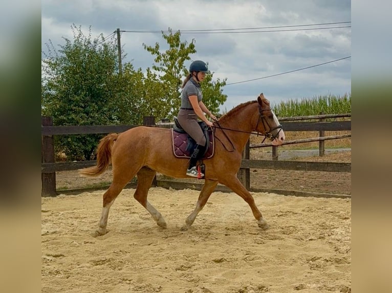 Warmblood pesado Caballo castrado 4 años 168 cm Alazán in Daleiden
