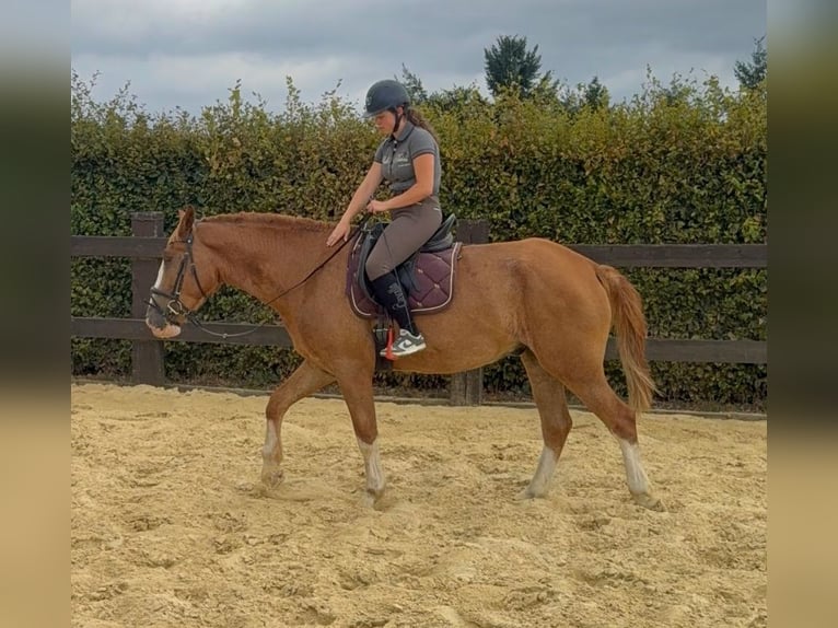 Warmblood pesado Caballo castrado 4 años 168 cm Alazán in Daleiden