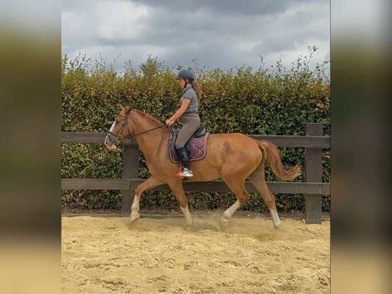 Warmblood pesado Caballo castrado 4 años 168 cm Alazán in Daleiden