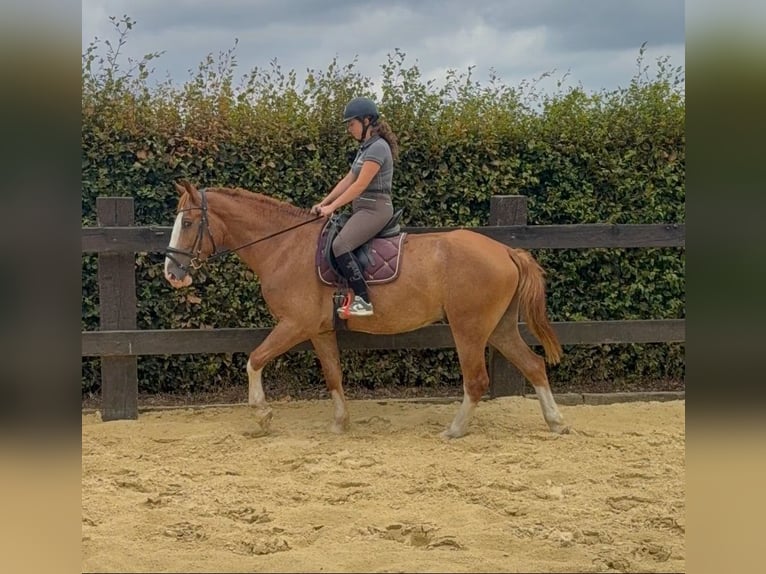 Warmblood pesado Caballo castrado 4 años 168 cm Alazán in Daleiden
