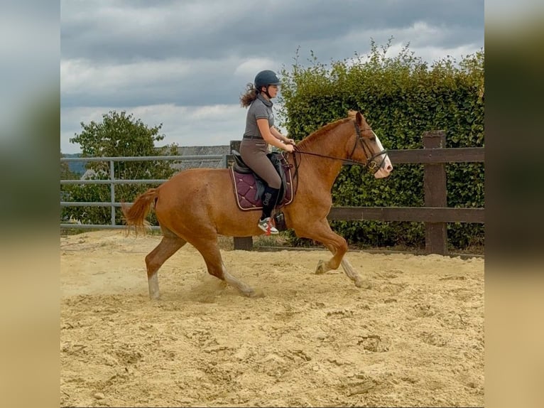 Warmblood pesado Caballo castrado 4 años 168 cm Alazán in Daleiden