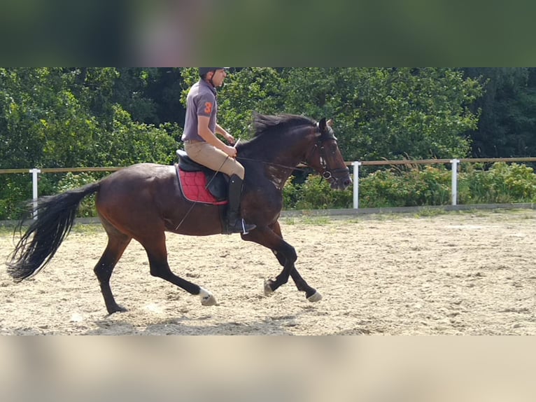 Warmblood pesado Caballo castrado 4 años 168 cm Castaño oscuro in Kamenz