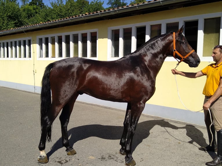 Warmblood pesado Caballo castrado 4 años 168 cm Castaño oscuro in Kamenz