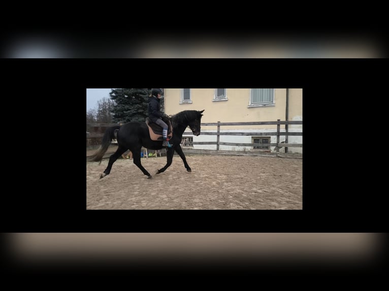 Warmblood pesado Caballo castrado 4 años 168 cm Tordillo negro in Hannover