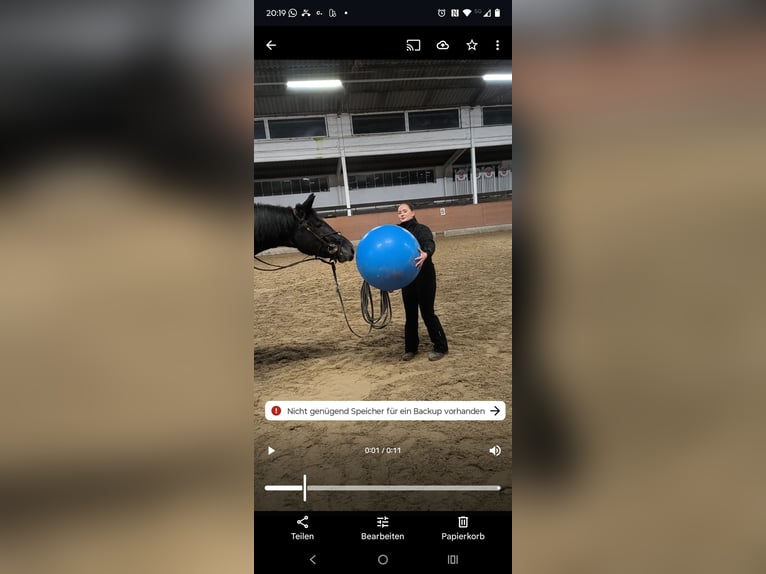 Warmblood pesado Caballo castrado 4 años 168 cm Tordillo negro in Hannover