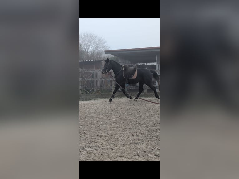 Warmblood pesado Caballo castrado 4 años 168 cm Tordillo negro in Hannover