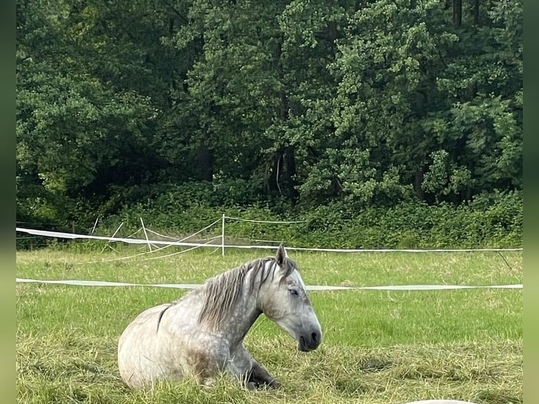 Warmblood pesado Caballo castrado 4 años 168 cm Tordo in Recklinghausen