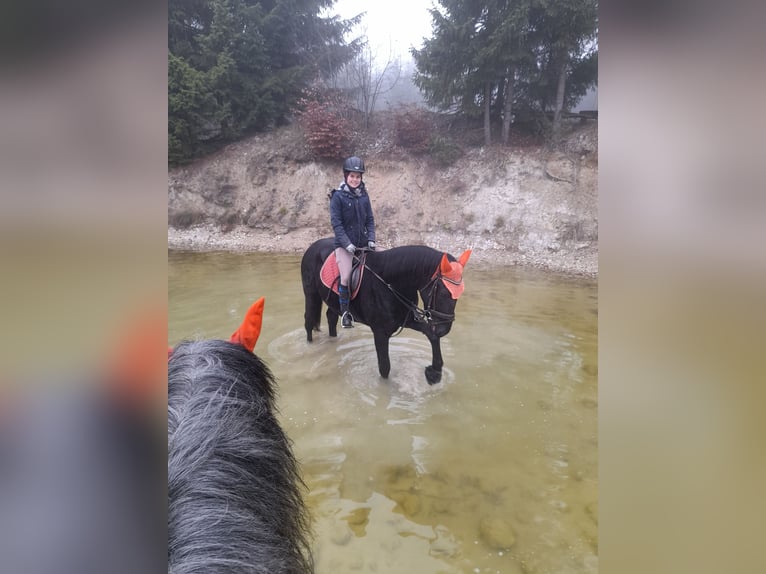 Warmblood pesado Caballo castrado 4 años 169 cm Negro in Dischingen-Hofen