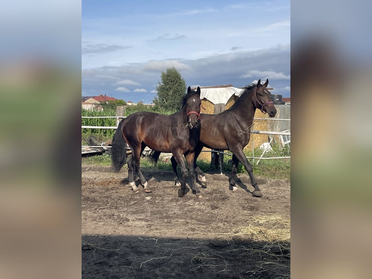 Warmblood pesado Caballo castrado 4 años 170 cm Castaño in Thießen
