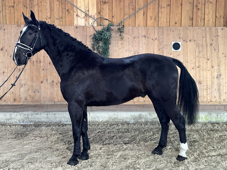 Warmblood pesado Caballo castrado 4 años 170 cm Negro in Riedlingen