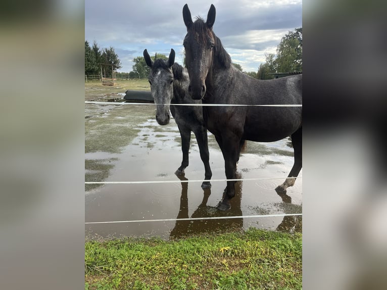 Warmblood pesado Caballo castrado 4 años 172 cm Negro in Calbe