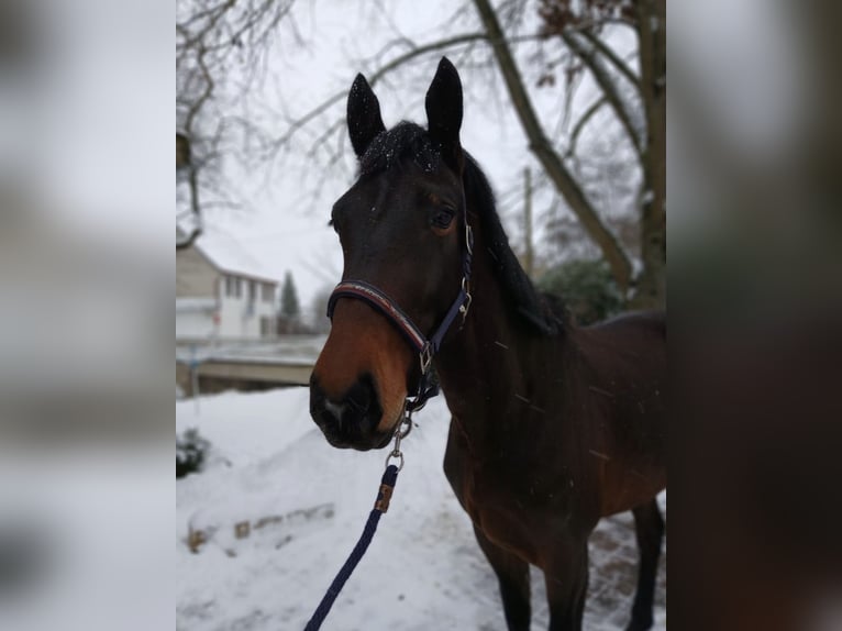 Warmblood pesado Caballo castrado 4 años 174 cm Castaño oscuro in Kirchworbis