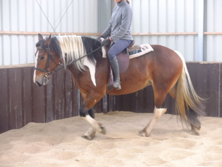 Warmblood pesado Mestizo Caballo castrado 5 años 155 cm Castaño claro in Buttstädt