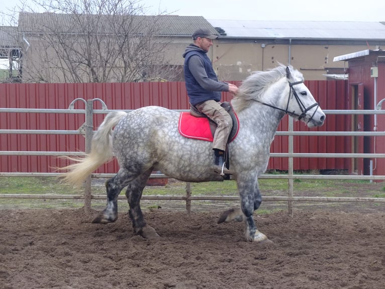 Warmblood pesado Mestizo Caballo castrado 5 años 155 cm Castaño claro in Buttstädt