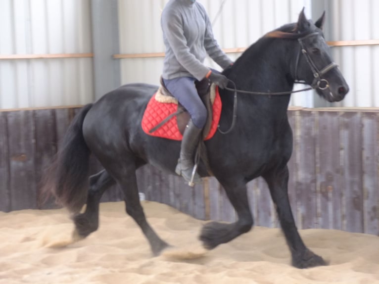 Warmblood pesado Mestizo Caballo castrado 5 años 155 cm Castaño claro in Buttstädt