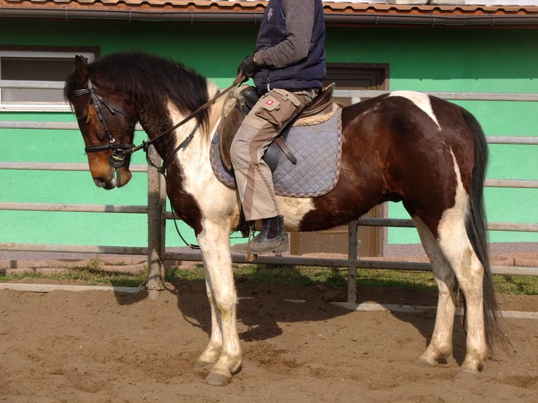 Warmblood pesado Mestizo Caballo castrado 5 años 155 cm Castaño claro in Buttstädt