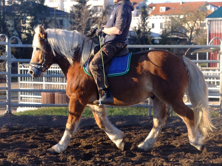 Warmblood pesado Mestizo Caballo castrado 5 años 155 cm Castaño claro in Buttstädt