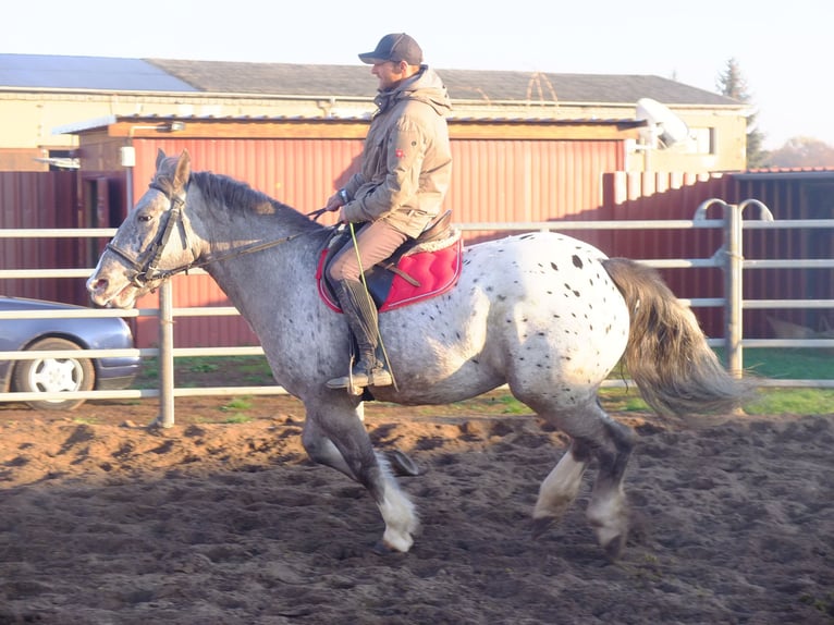 Warmblood pesado Mestizo Caballo castrado 5 años 155 cm Castaño claro in Buttstädt