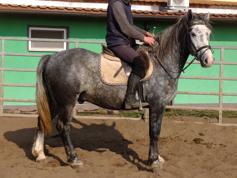 Warmblood pesado Mestizo Caballo castrado 5 años 155 cm Castaño claro in Buttstädt