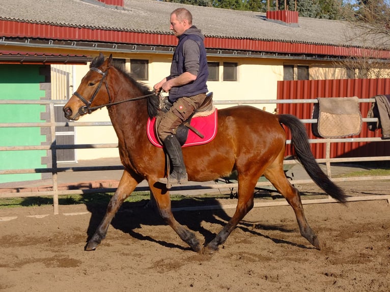 Warmblood pesado Mestizo Caballo castrado 5 años 155 cm Castaño claro in Buttstädt