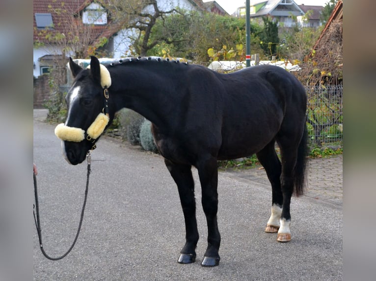 Warmblood pesado Mestizo Caballo castrado 5 años 160 cm Negro in Bretten