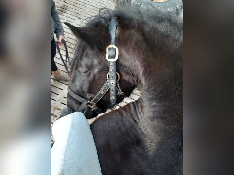 Warmblood pesado Caballo castrado 5 años 160 cm Negro in Udestedt