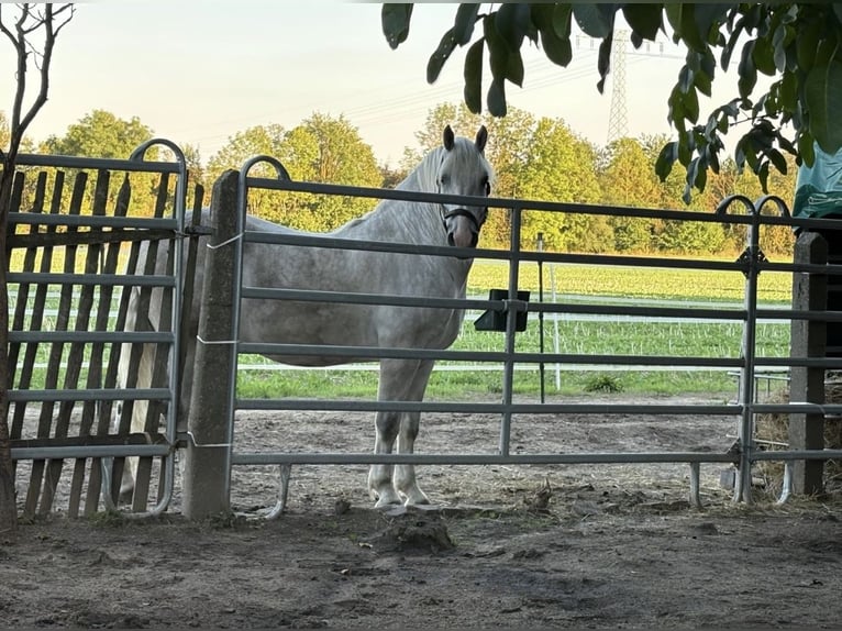 Warmblood pesado Caballo castrado 5 años 160 cm Tordo in Nebra