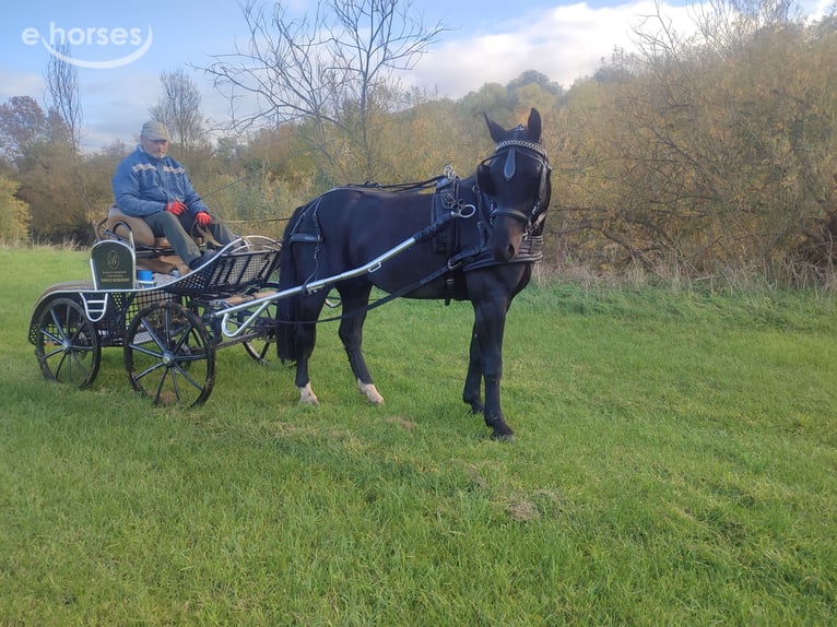 Warmblood pesado Caballo castrado 5 años 162 cm Negro in Freyburg OT Weischütz