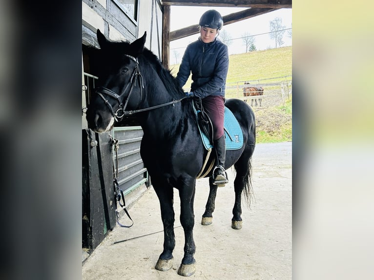 Warmblood pesado Caballo castrado 5 años 162 cm Negro in Meschede