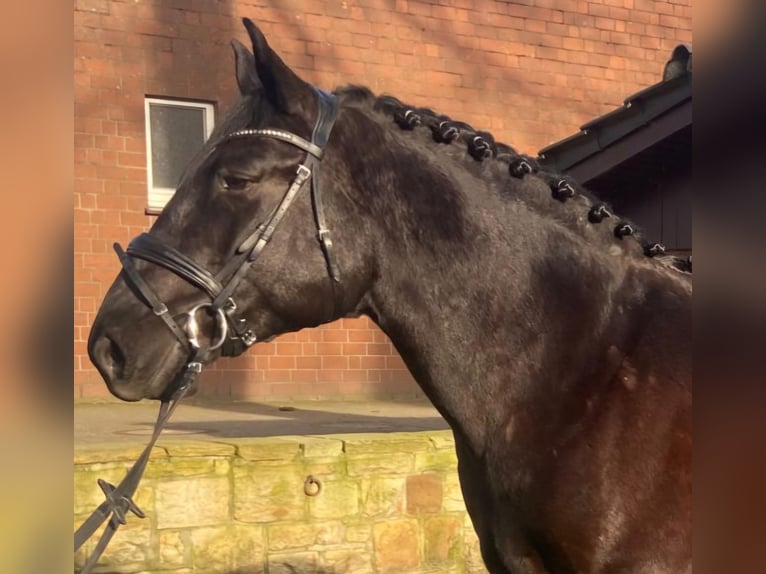 Warmblood pesado Caballo castrado 5 años 162 cm Negro in Hopsten