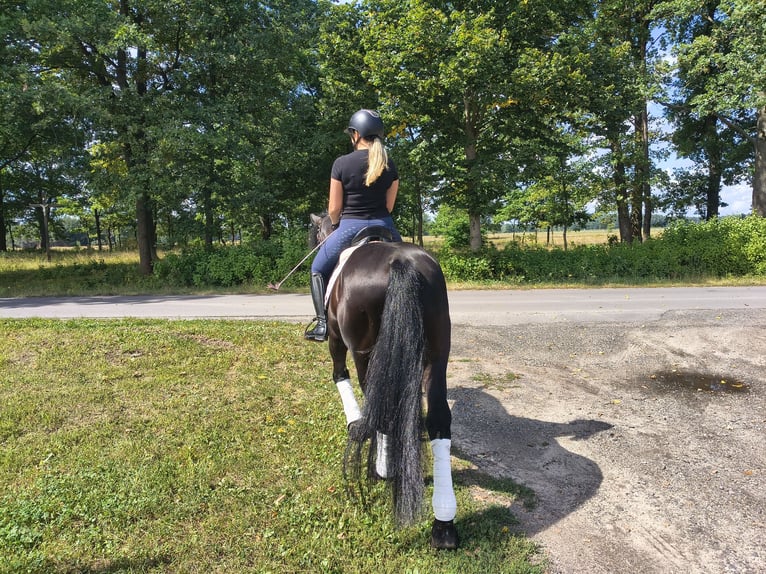 Warmblood pesado Mestizo Caballo castrado 5 años 164 cm Negro in Forst