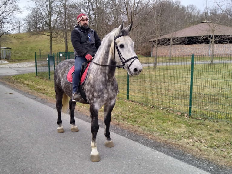 Warmblood pesado Caballo castrado 5 años 165 cm Tordo rodado in Kamenz