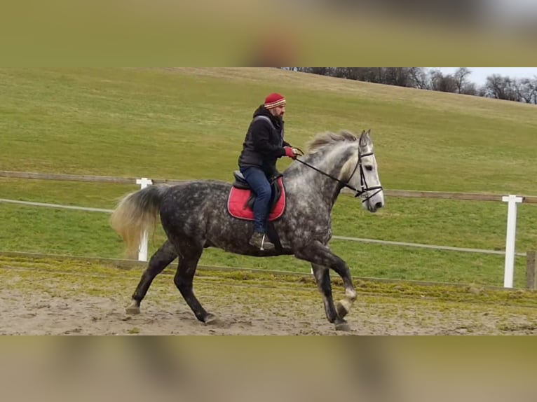 Warmblood pesado Caballo castrado 5 años 165 cm Tordo rodado in Kamenz