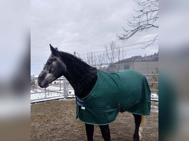 Warmblood pesado Caballo castrado 5 años 166 cm Tordillo negro in Willisau