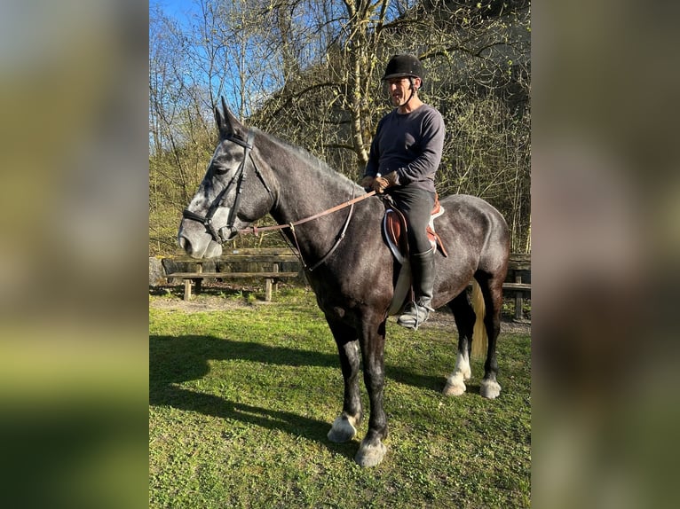 Warmblood pesado Caballo castrado 5 años 166 cm Tordillo negro in Willisau