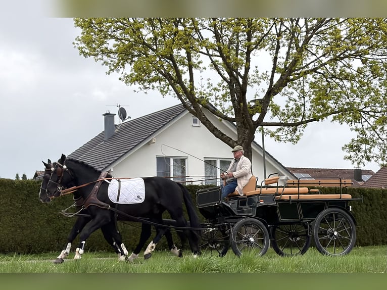Warmblood pesado Caballo castrado 5 años 167 cm Negro in Riedlingen