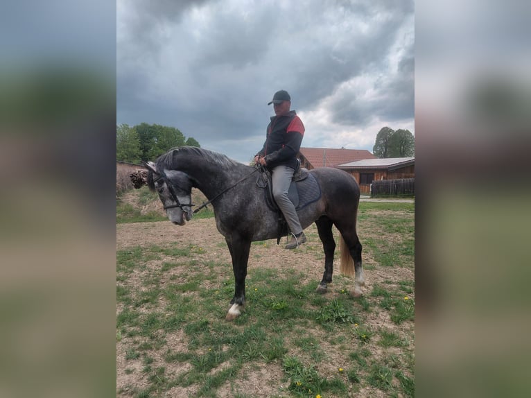 Warmblood pesado Caballo castrado 5 años 168 cm Porcelana in Ottenschlag