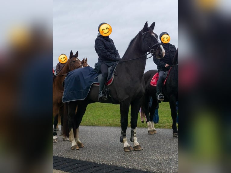 Warmblood pesado Caballo castrado 5 años 172 cm Castaño oscuro in Altenfelden