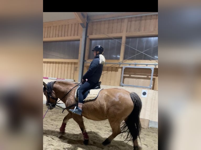 Warmblood pesado Mestizo Caballo castrado 6 años 155 cm Bayo in Hofstetten